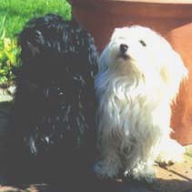 "Disneyland's Beanie-Baby - Girl", "Disneyland's Sweet White Girl" (v.l.n.r.)