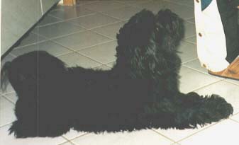 "Disneyland's Black Simple The Best"