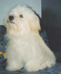 "Disneyland's Everning Star"