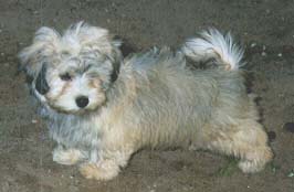 "Disneyland's Famous Favorit"