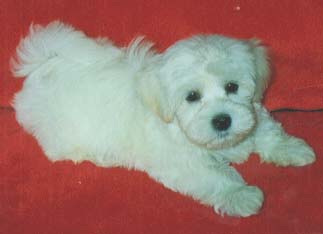 "Disneyland's Fantastic White Boy"