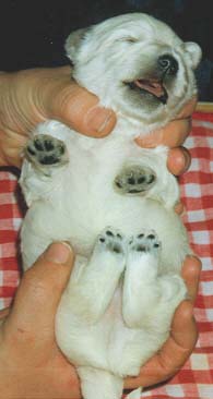 "Disneyland's Fantastic White Boy (1 Woche alt)