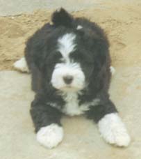 "Disneyland's Illusion of a Havana Boy"