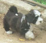 "Disneyland's Show - Girl"