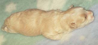 "Disneyland's Jasmin Golden Girl"