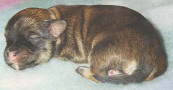 "Disneyland's King of La Habana" (1h old)