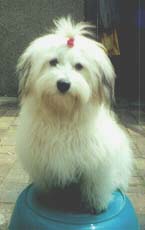 "Disneyland's Ramba Zamba Boy"