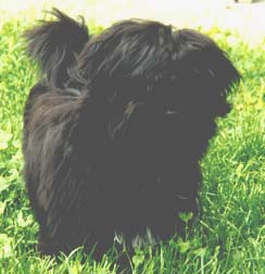 "Disneyland's Sadie Sweet as Sugar"