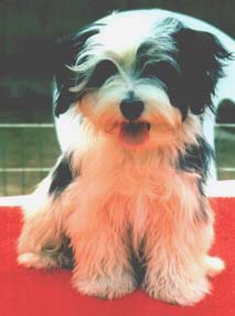 "Disneyland's Summer Dream"