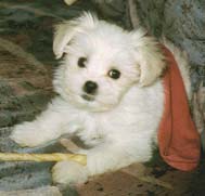 "Disneyland's Sweetheart Lady"